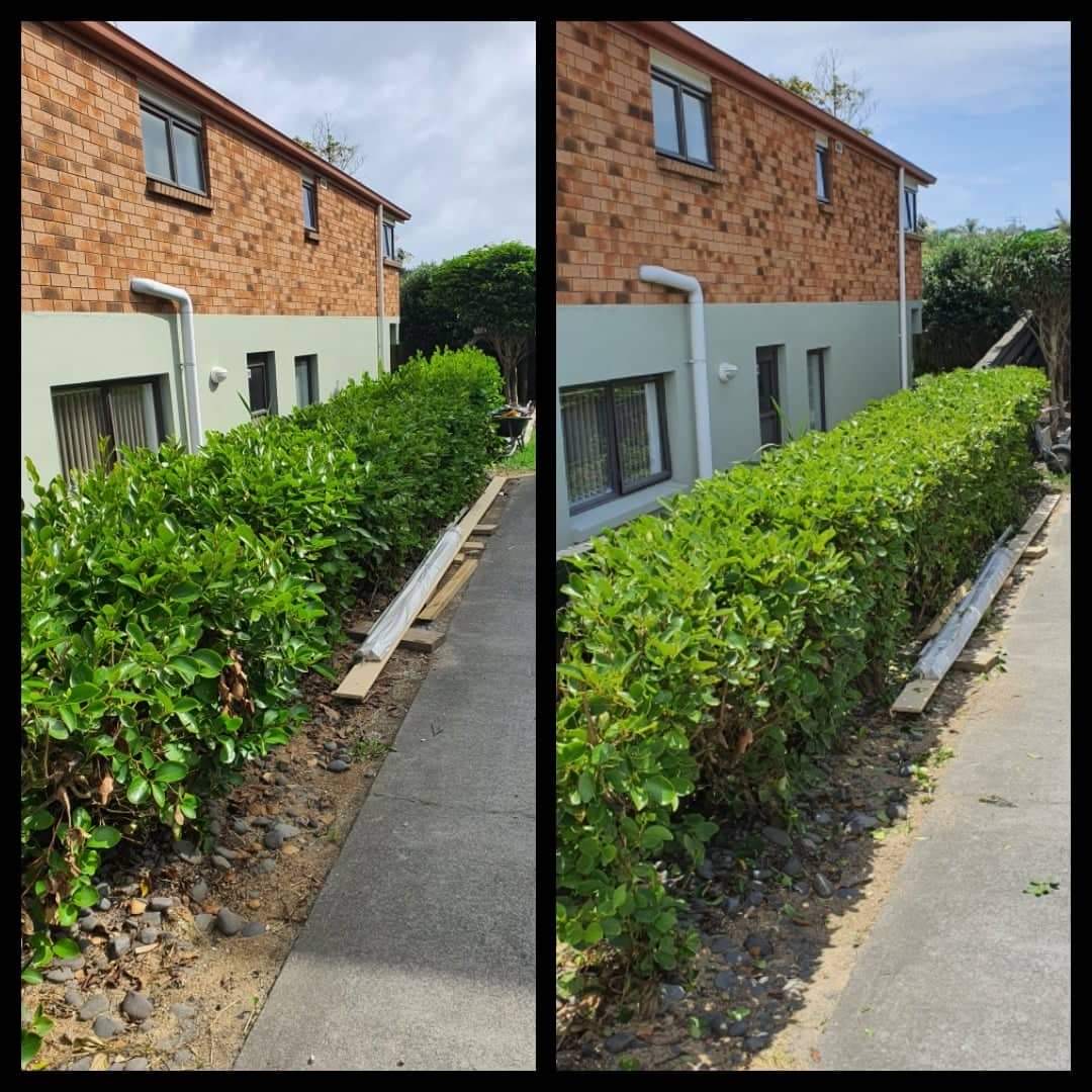 Hedge line before and after trimming