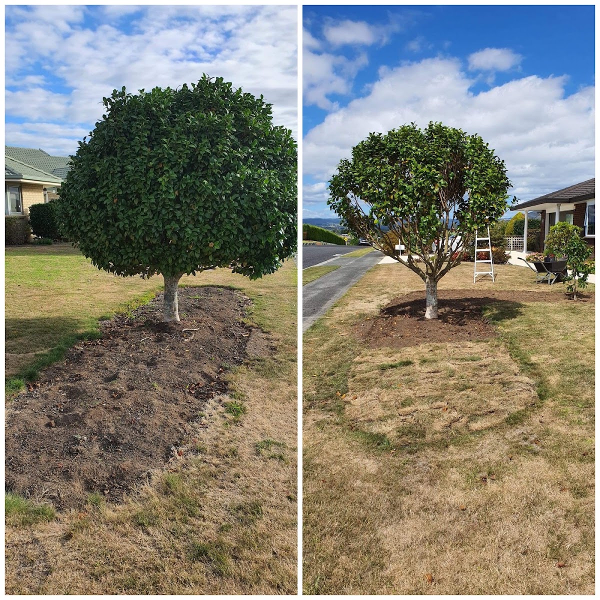 Standard tree before and after pruning and shaping