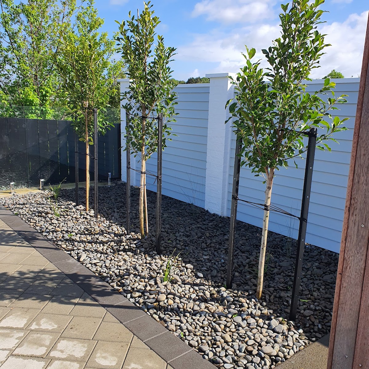 Row of newly planted staked trees in a river-stone bed against a white weatherboard wall