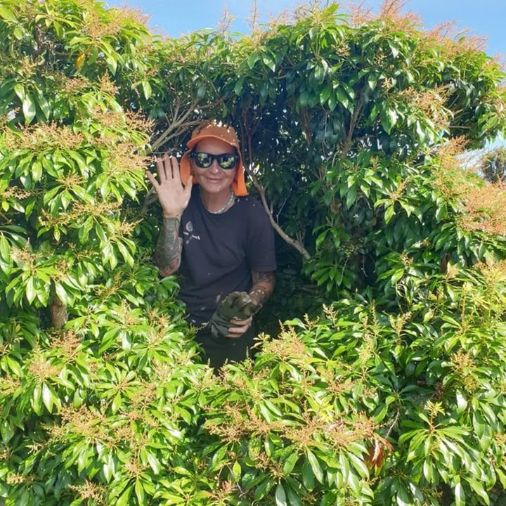 A Woman@work gardener waving from inside a hedge she is trimming